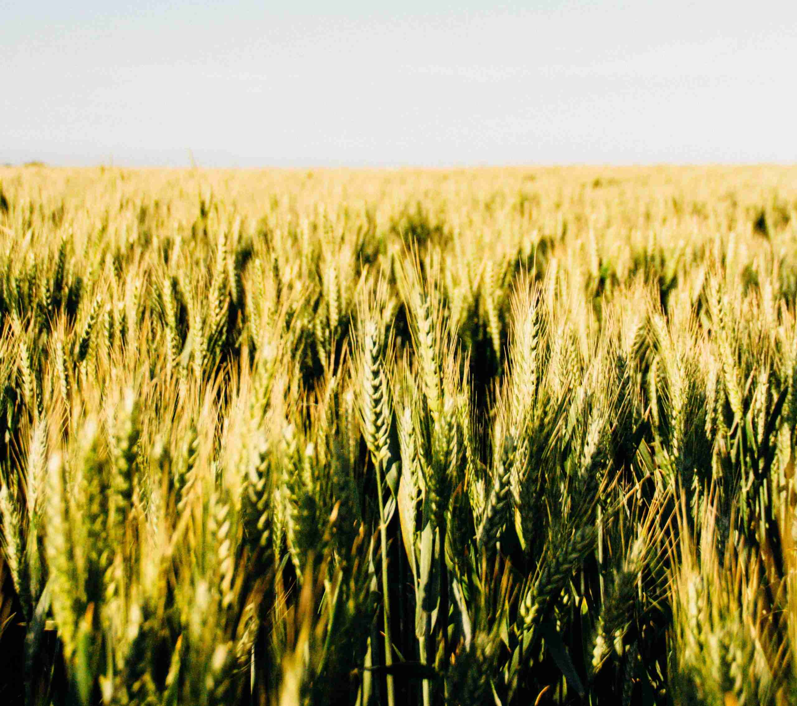 What are the types of land ? History of crop cultivation ulamart blog