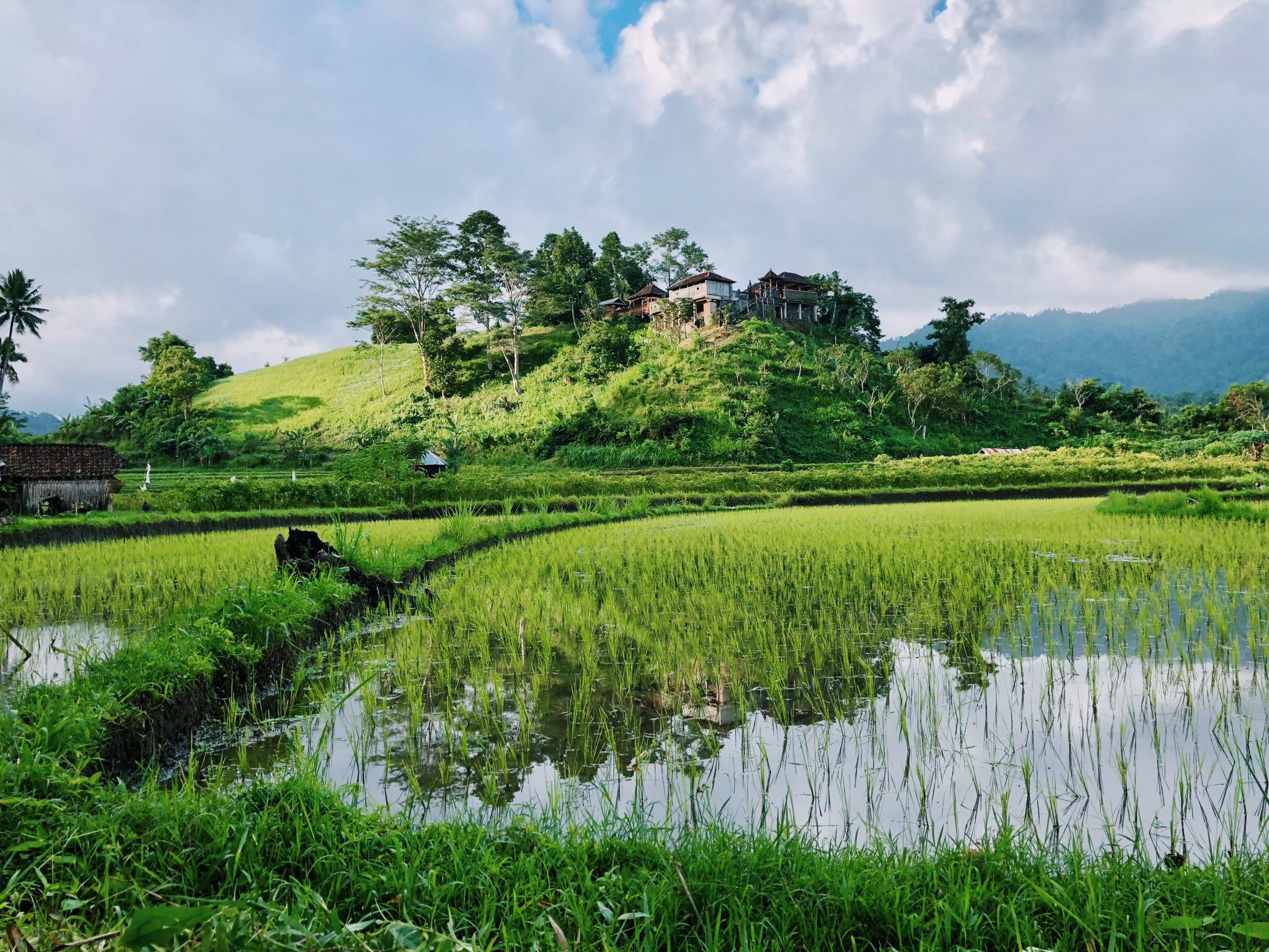 green field