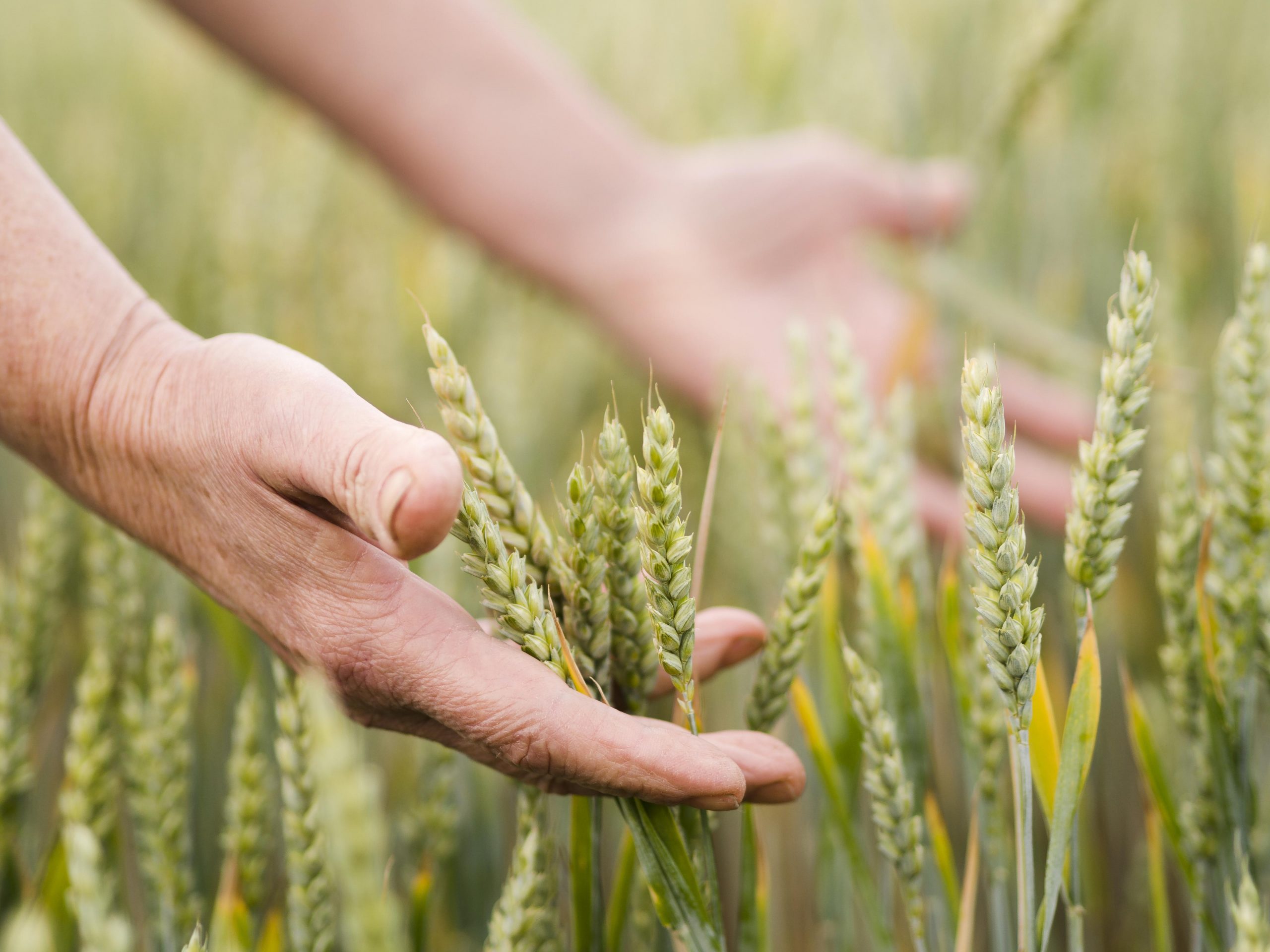 Organic crop