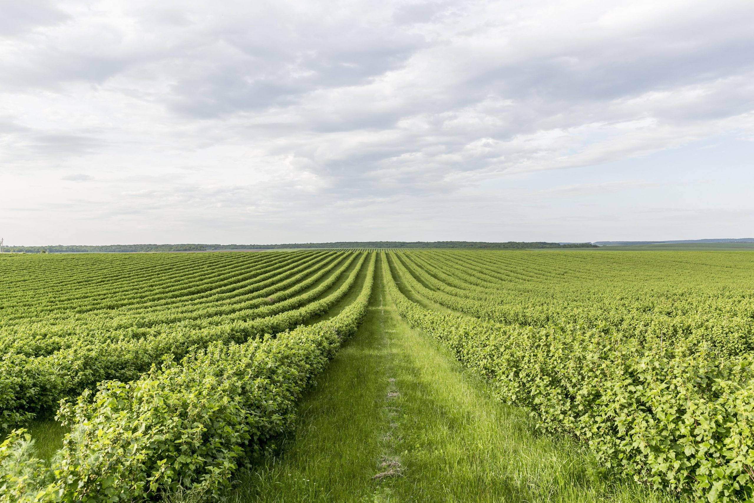 organic farm