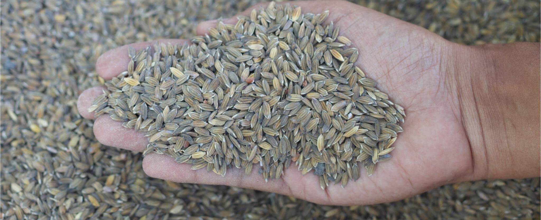 Know about the traditional rice varieties of Tamilnadu | UlaMart.com