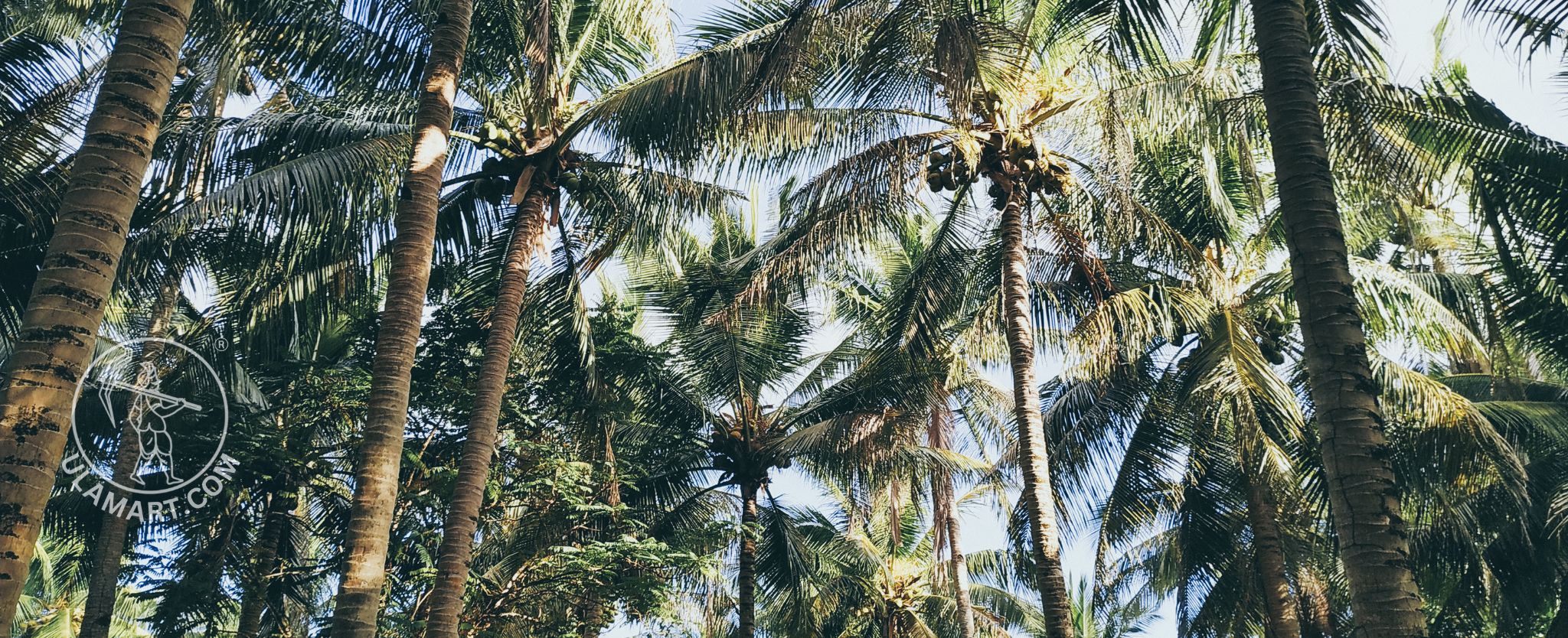 coconut trees