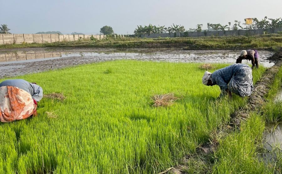 natural farming