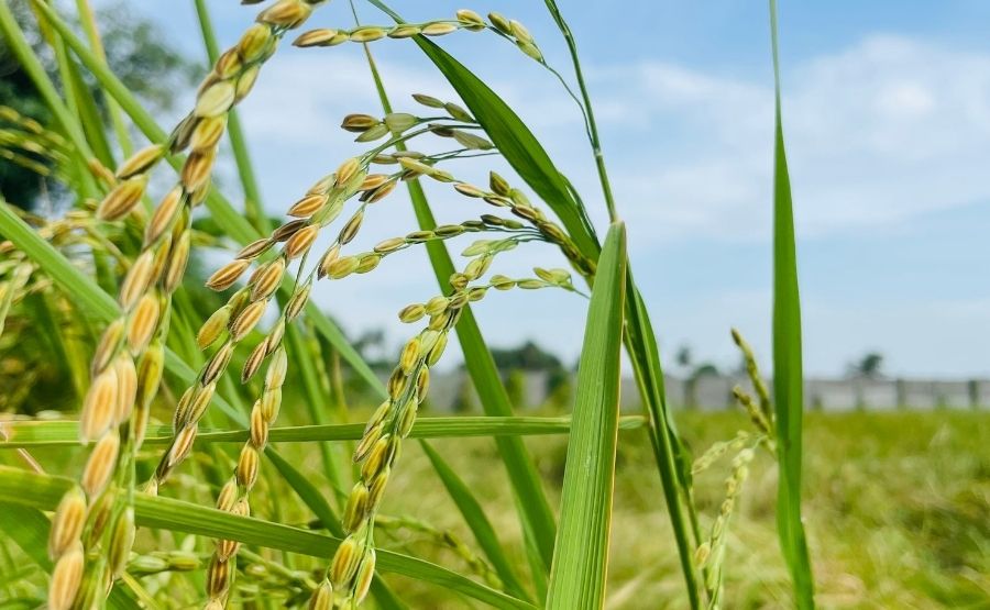 Organic farming 