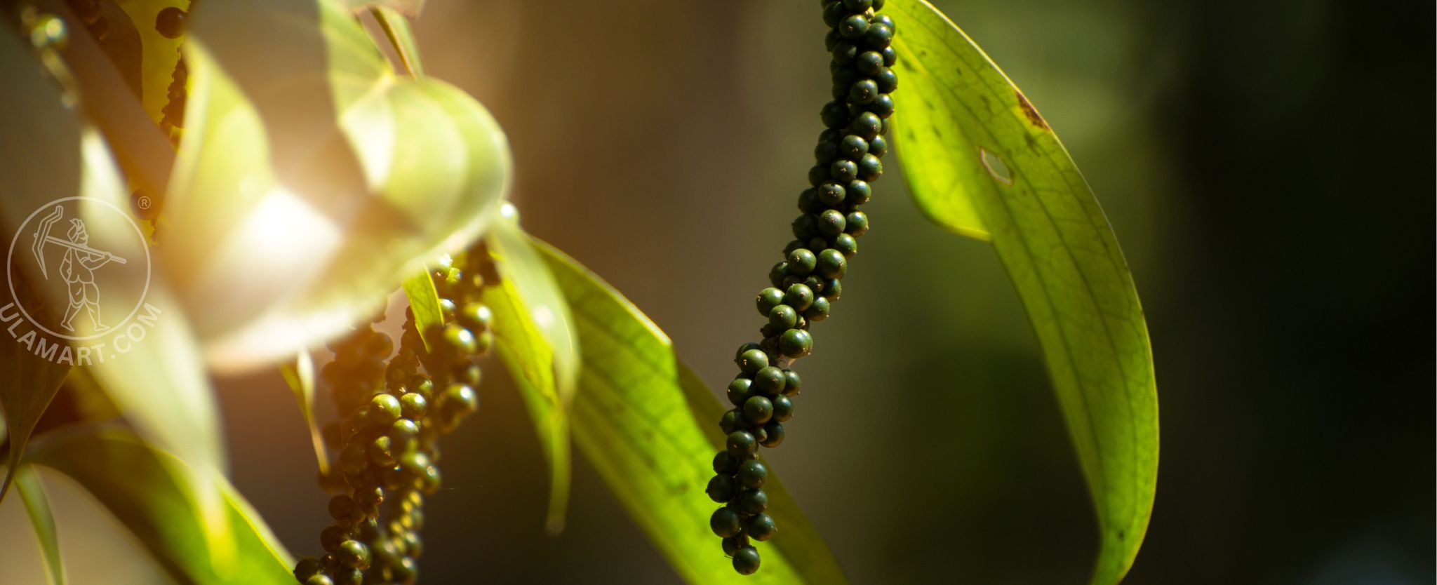 Organic pepper