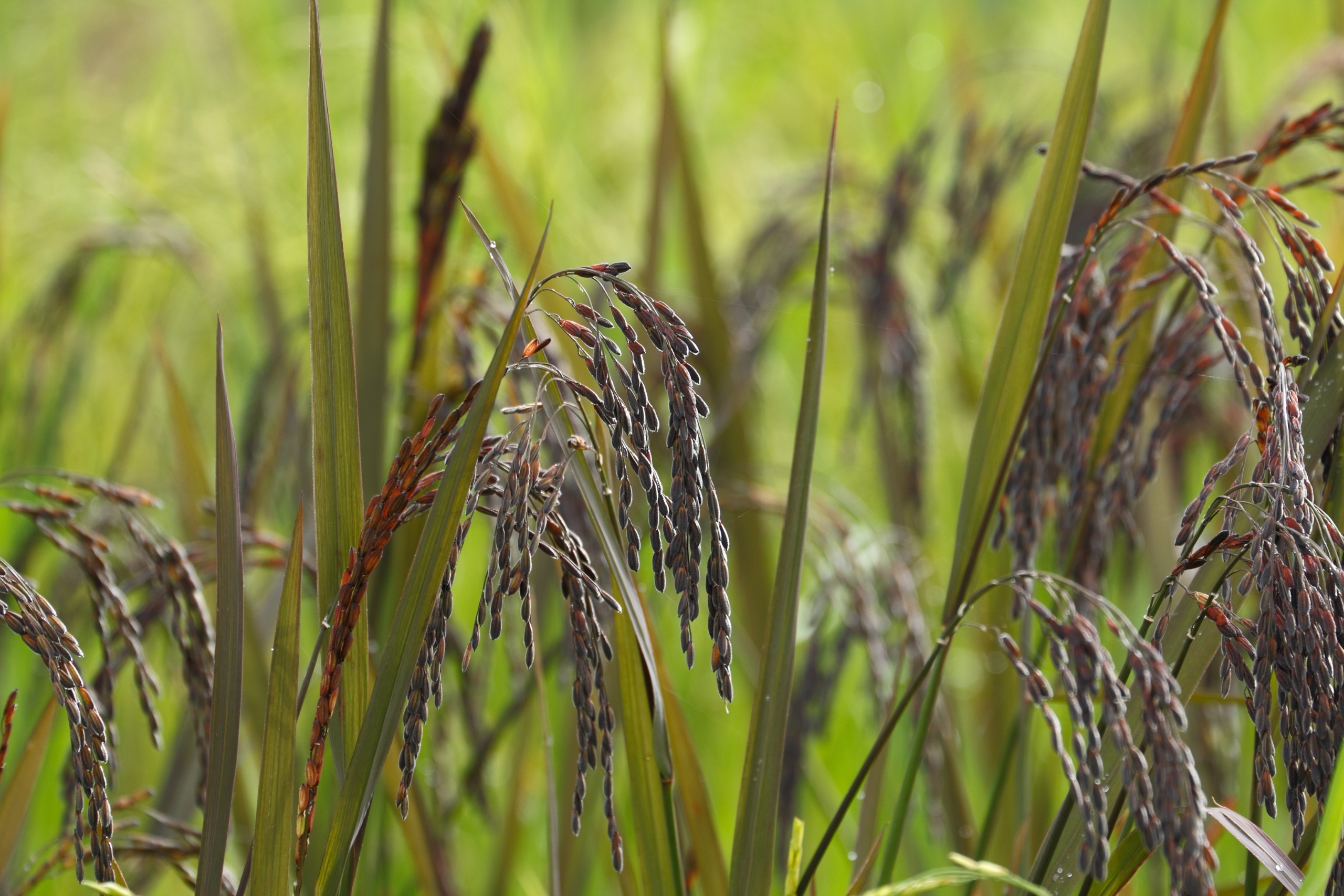 கருப்பு கவுனி அவல் சமையல் குறிப்பு