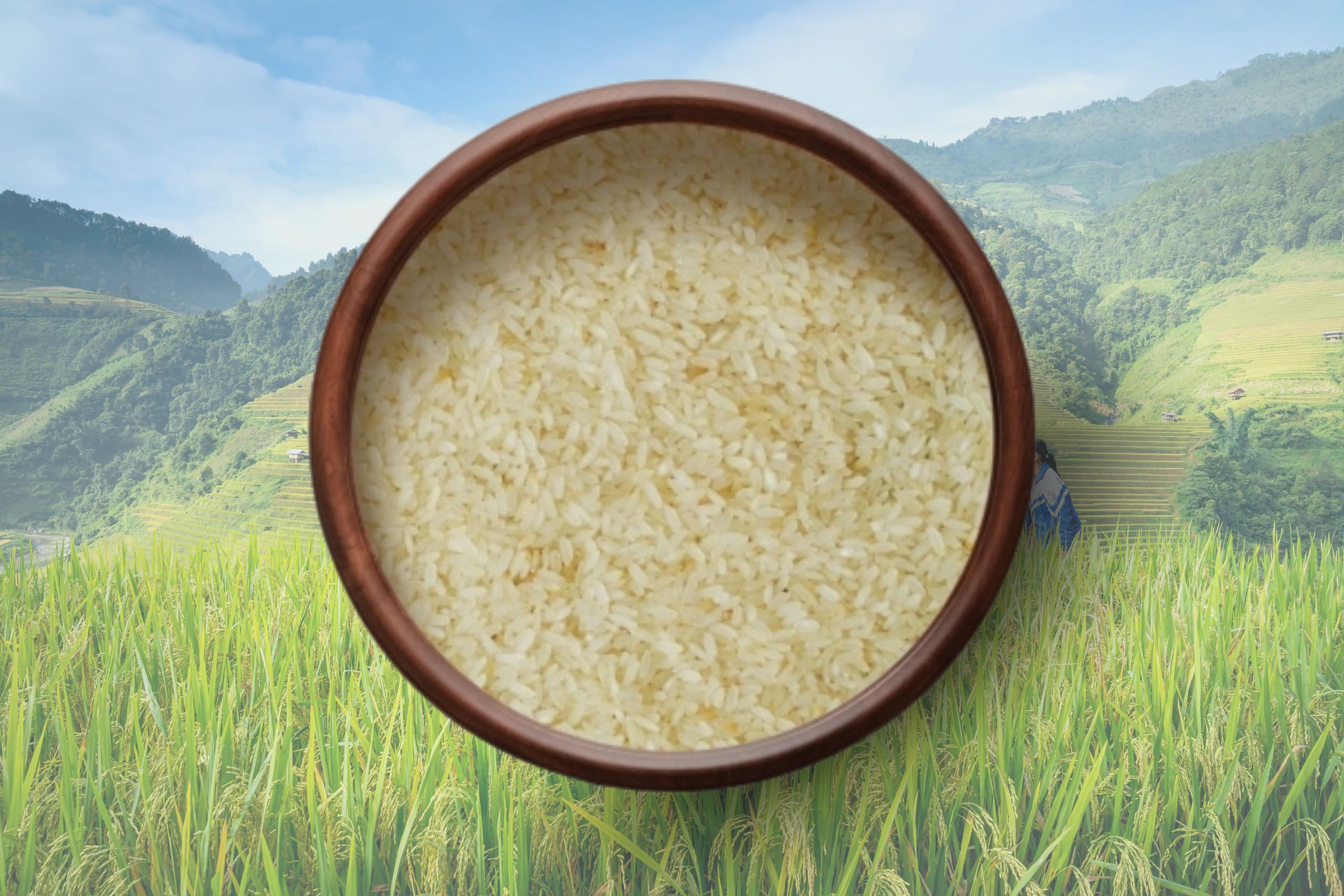 Garudan samba rice