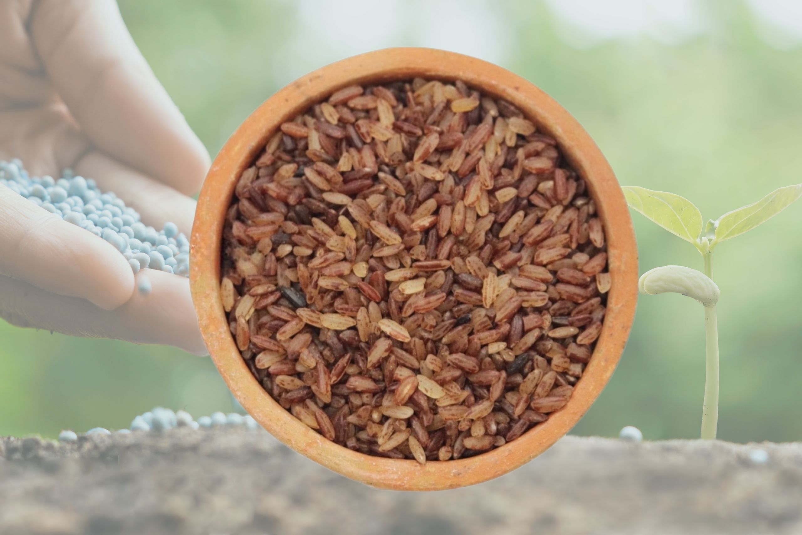 காளாநமக் அரிசி சமையல் குறிப்பு