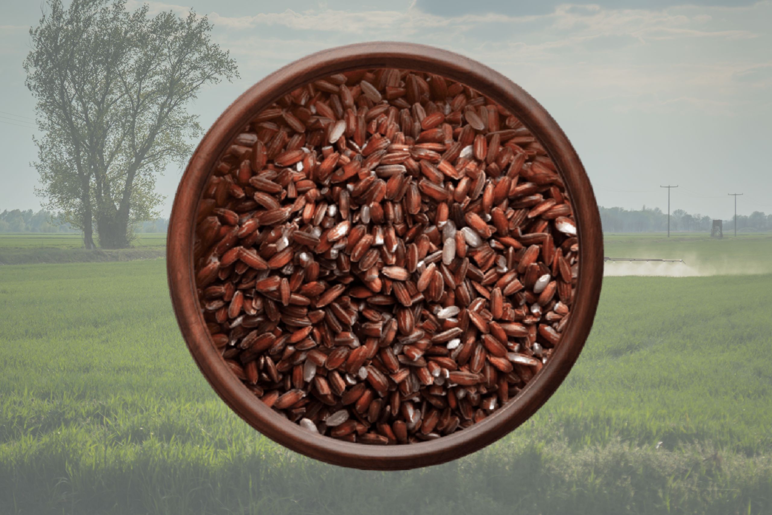 குடவாழை அரிசி சமையல் குறிப்பு