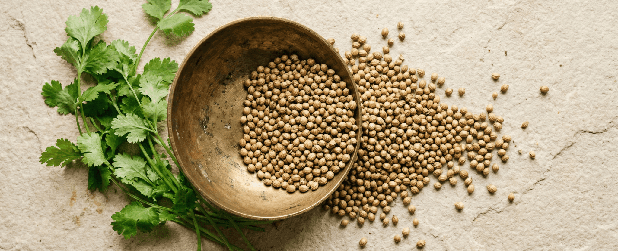 
        Coriander Seeds Benefits: The Cooling Spice Your Kitchen Needs