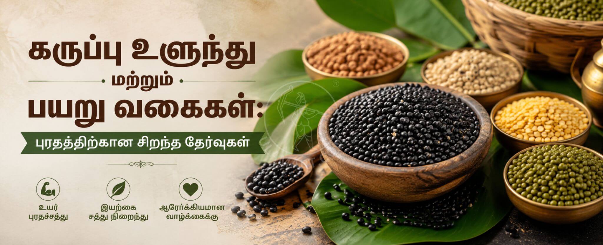 கருப்பு உளுந்து மற்றும் பயறு வகைகள்: புரதத்திற்கான சிறந்த தேர்வுகள்