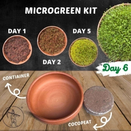 Clay Microgreen Kit - 6.5 inches