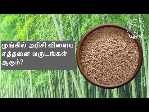 மூங்கில் அரிசி-ஆர்கானிக் தீட்டப்படாத அரிசி