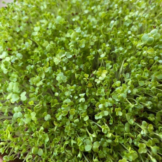 Clay Microgreen Kit | For kids | Grow your own sprouts