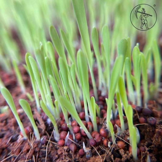 Clay Microgreen Kit | For kids | Grow your own sprouts