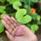 Earthen Clay Miniature Vegetables and Fruits set with Clay Bowl