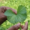 Vallarai Idli Podi | Brahmi Leaf Chutney Powder