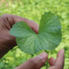 Vallarai-Brahmi Idly Dosai powder